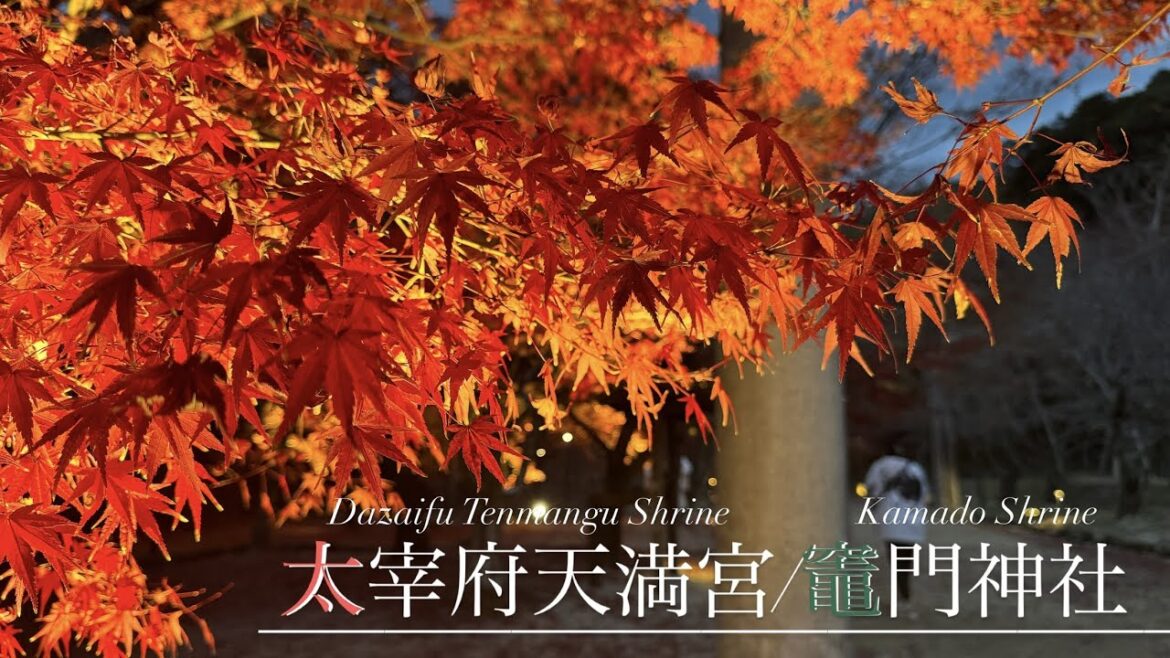 【4K | 期間限定！太宰府の見どころ👀💛】太宰府天満宮/竈門神社/紅葉とライトアップ（Dazaifu Tenmangu Shrine/Kamado Shrine）