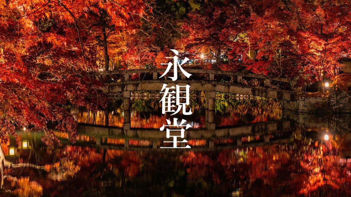 永観堂 禅林寺 紅葉ライトアップ 2023 Kyoto Walk - Eikando Autumn Leaves  4K HDR Japan