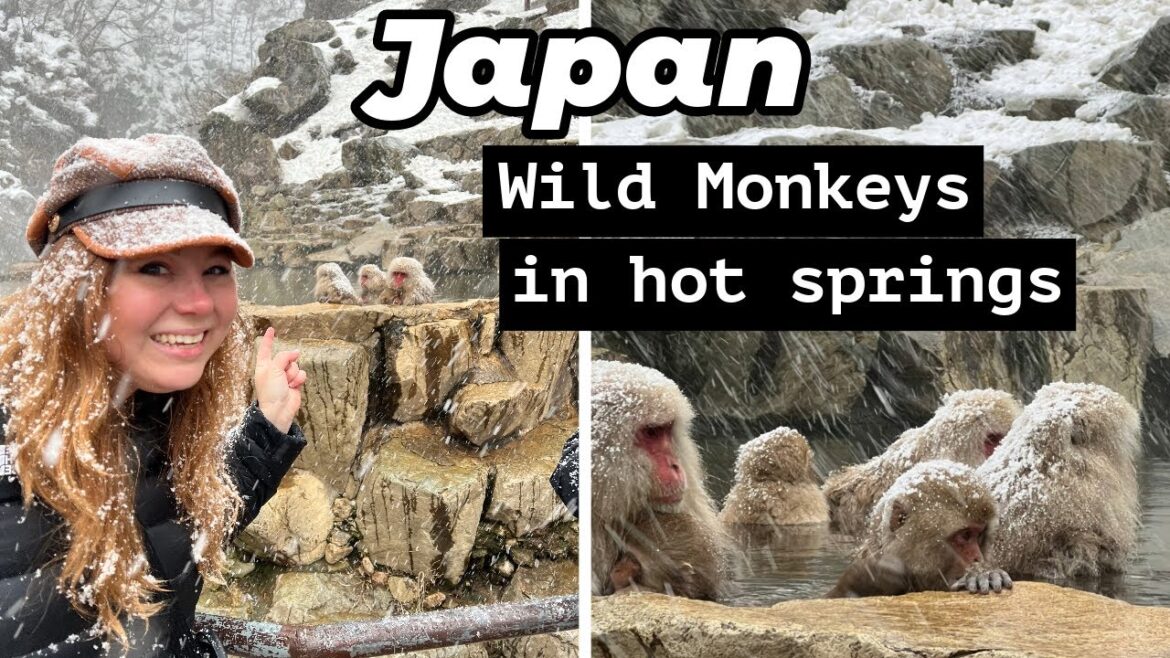 Want to see Snow Monkeys in Japan? What it’s REALLY like to see them in the hot springs! Want to see Snow Monkeys in Japan? What it's REALLY like to see them in the hot springs!