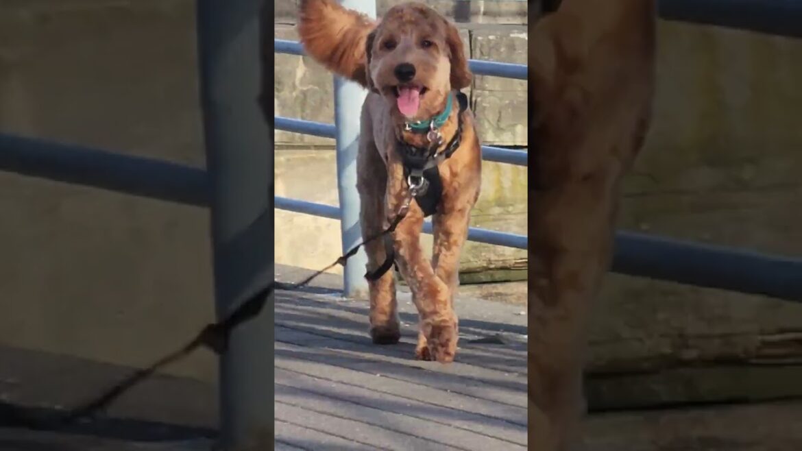 poodle looking for akita and great dane poodle looking for akita and great dane