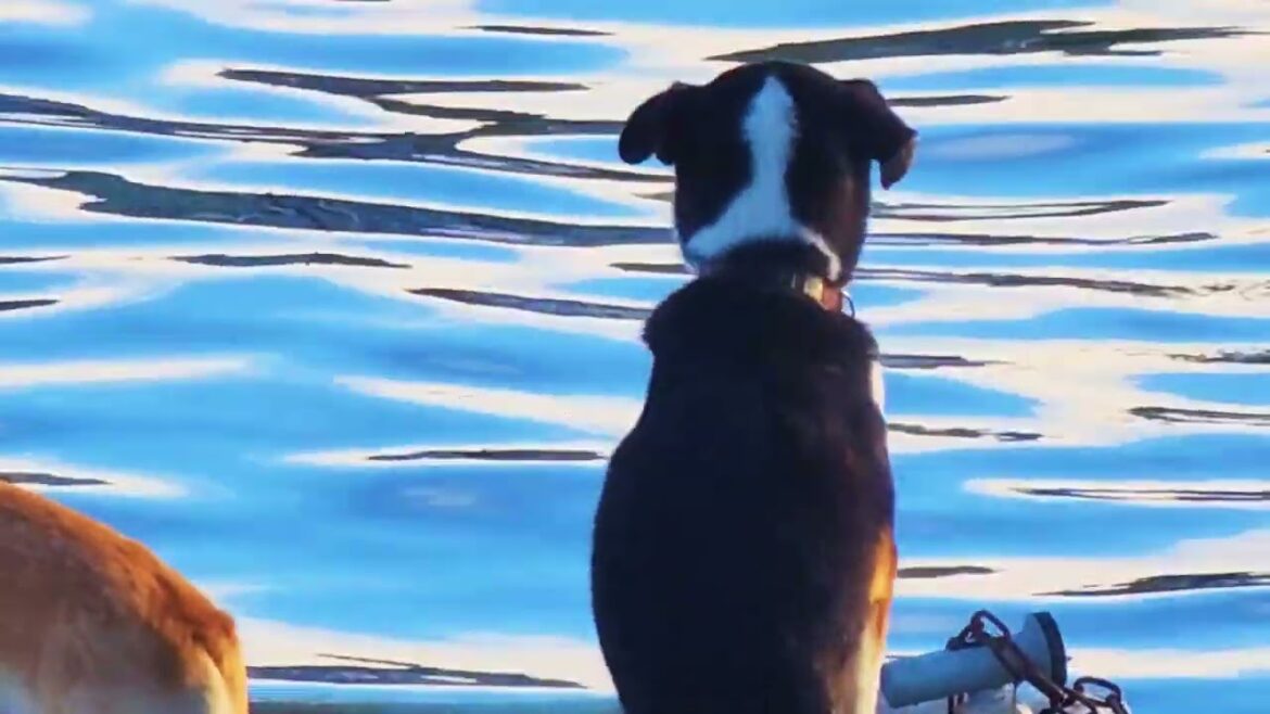Husky and Akita Enjoys boat ride after the rain
