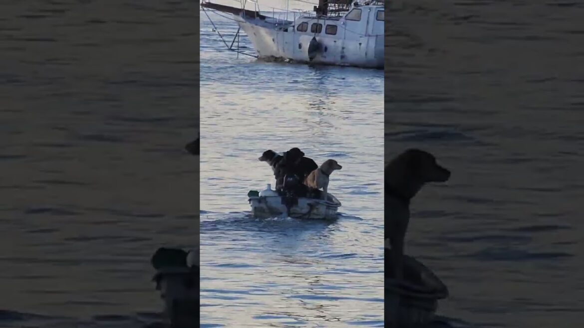 husky and akita a riding boat on the river after the rain