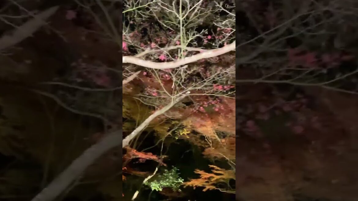 【JAPAN】Good Night View - Ishiyama Temple