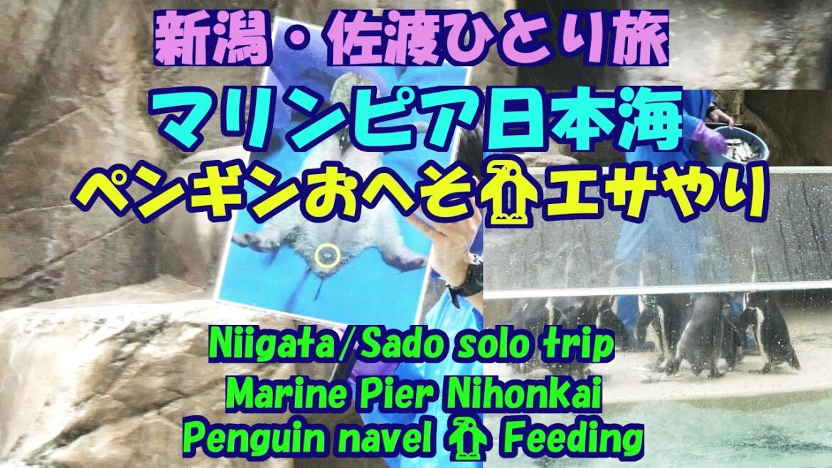 新潟・佐渡ひとり旅★マリンピア日本海★ペンギンおへそ🐧エサやり・Marine Pier Nihonkai・Penguin navel 🐧 Feeding・Niigata/Sado trip