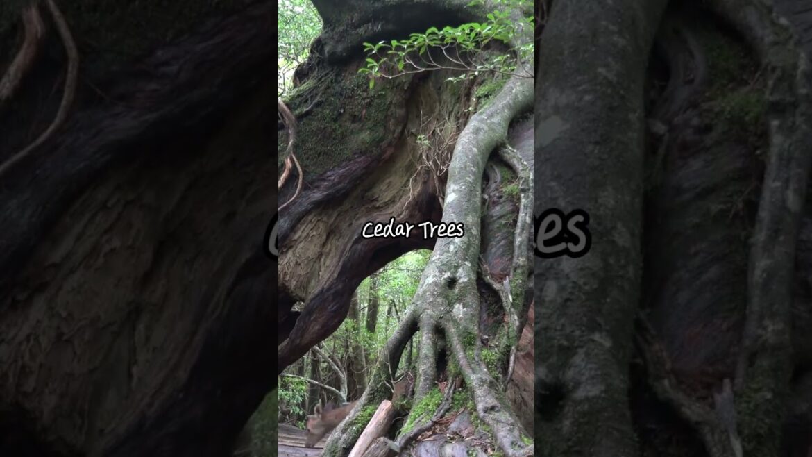 Yukushima #travel #places #japan