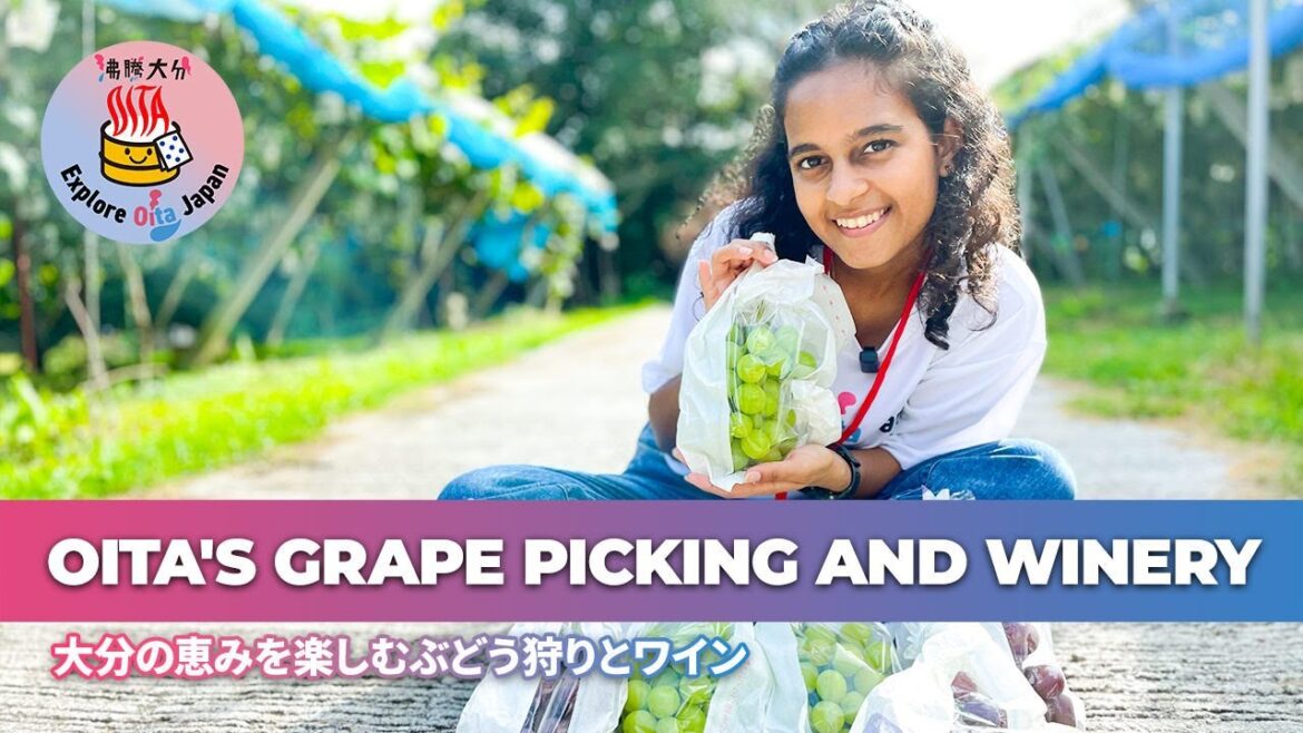 Grape-Picking and Winery Tours in Ajimu, West Japan’s Leading Grape Region!【Explore Oita Japan】 Grape-Picking and Winery Tours in Ajimu, West Japan’s Leading Grape Region!【Explore Oita Japan】