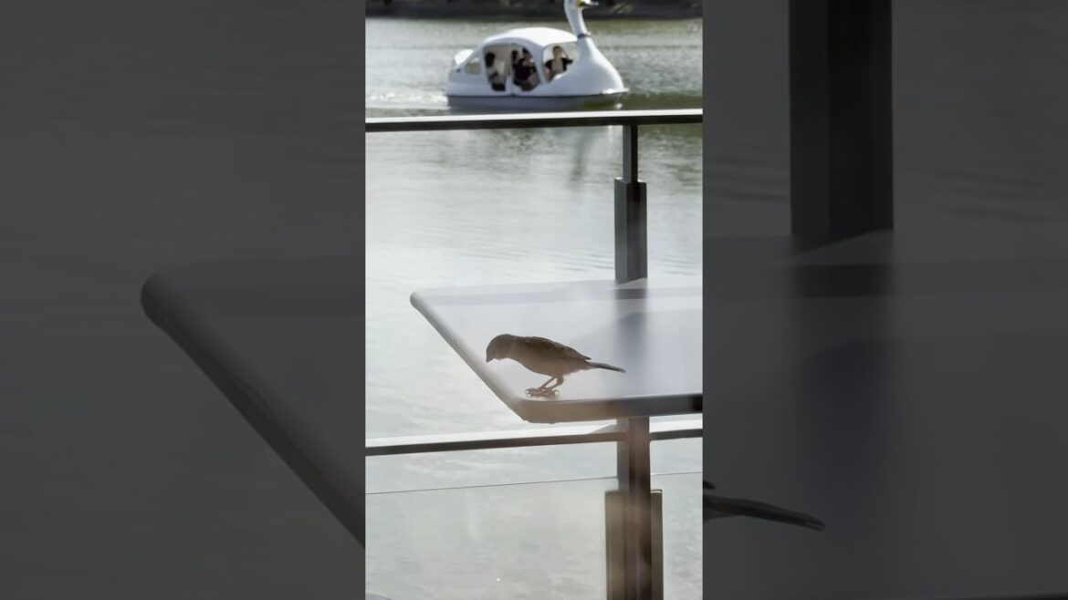 one day trip in Fukuoka🍜🌳 #shorts one day trip in Fukuoka🍜🌳 #shorts