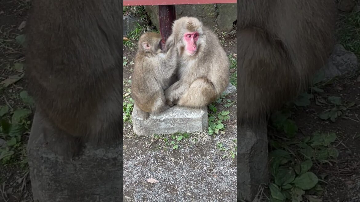 Snow Monkey #snowmonkey #shorts #animalshorts #travel #animals #macaque #wildlife #japan #monkeys