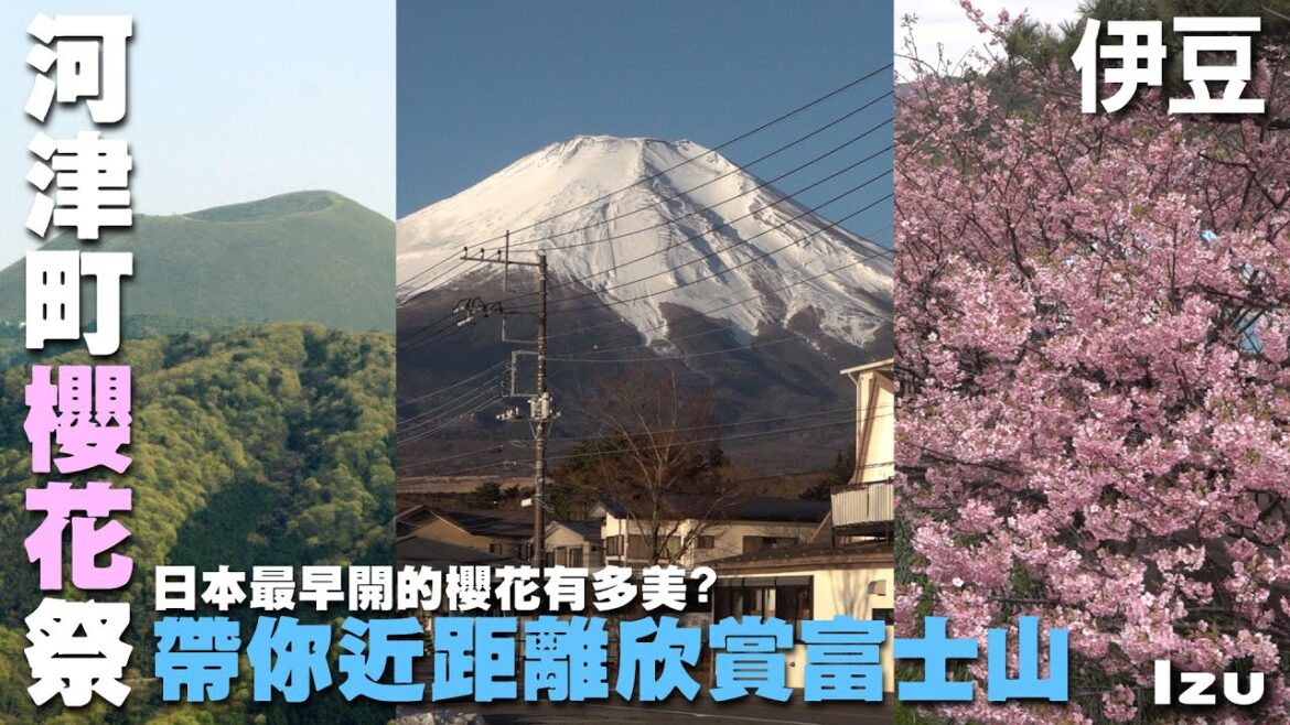 《你的名字》取景的山地會定期燒山？日本最早盛開的櫻花看這裡　~伊豆旅遊處處有驚喜~ 富士山｜淨蓮瀑布｜大室山 ｜紅磚倉庫｜ 河津櫻花祭｜八幡神社｜津久井濱觀光農園｜草莓  Izu, Japan