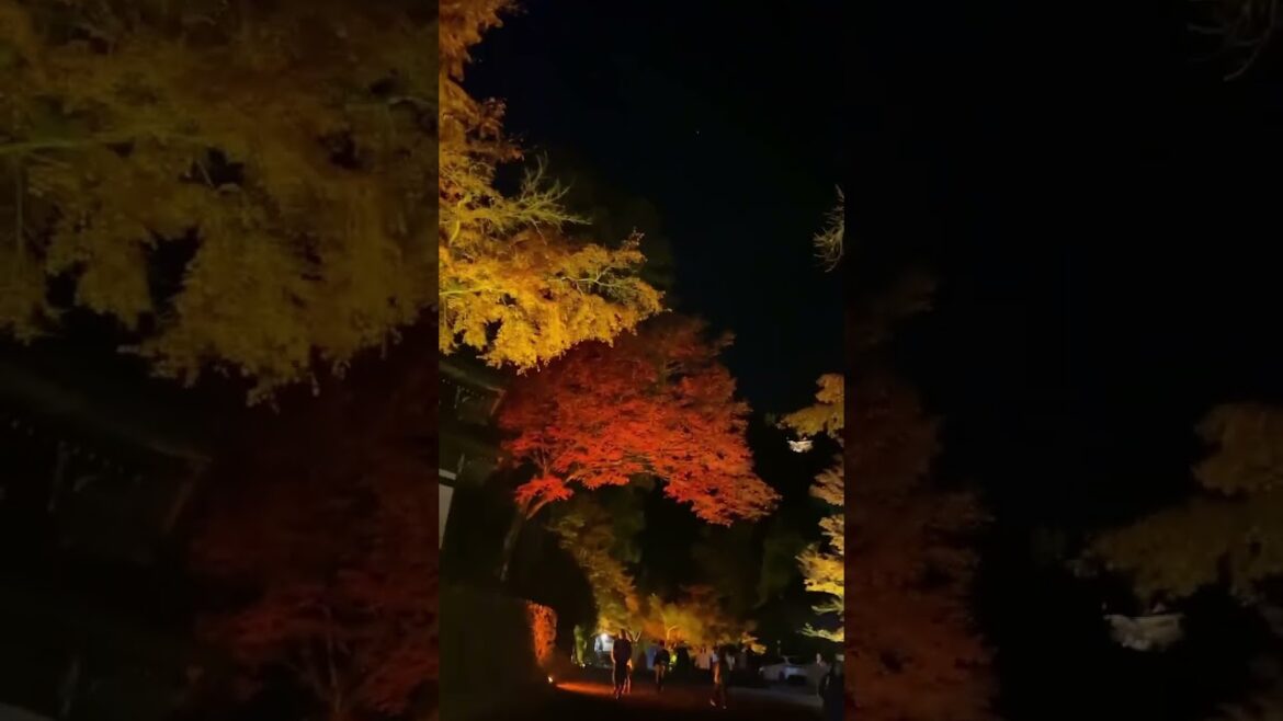 【JAPAN】Light Up Red Leaves - Hiyoshi Taisha