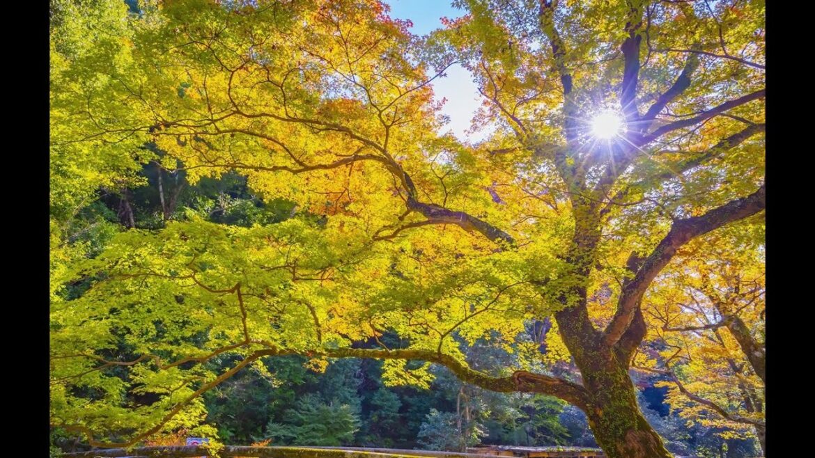 Autumn in Japan 2023