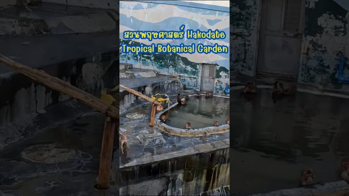สวนพฤกษศาสตร์ Hakodate Botanical Garden #ฮาโกดาเตะ #เที่ยวญี่ปุ่นด้วยตัวเอง #เนวิเกตุ้ย #Travel