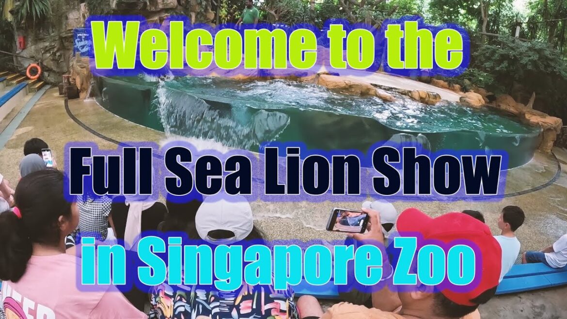 Full Video Sea Lion Show 2023 | Welcome to Splash Safari in Singapore Zoo