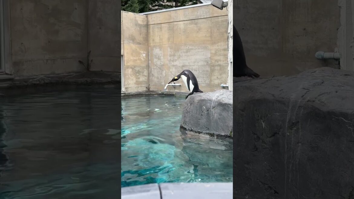 再び落ちるキングペンギン　夜の旭山動物園 / King Penguin in Asahiyama Zoo.