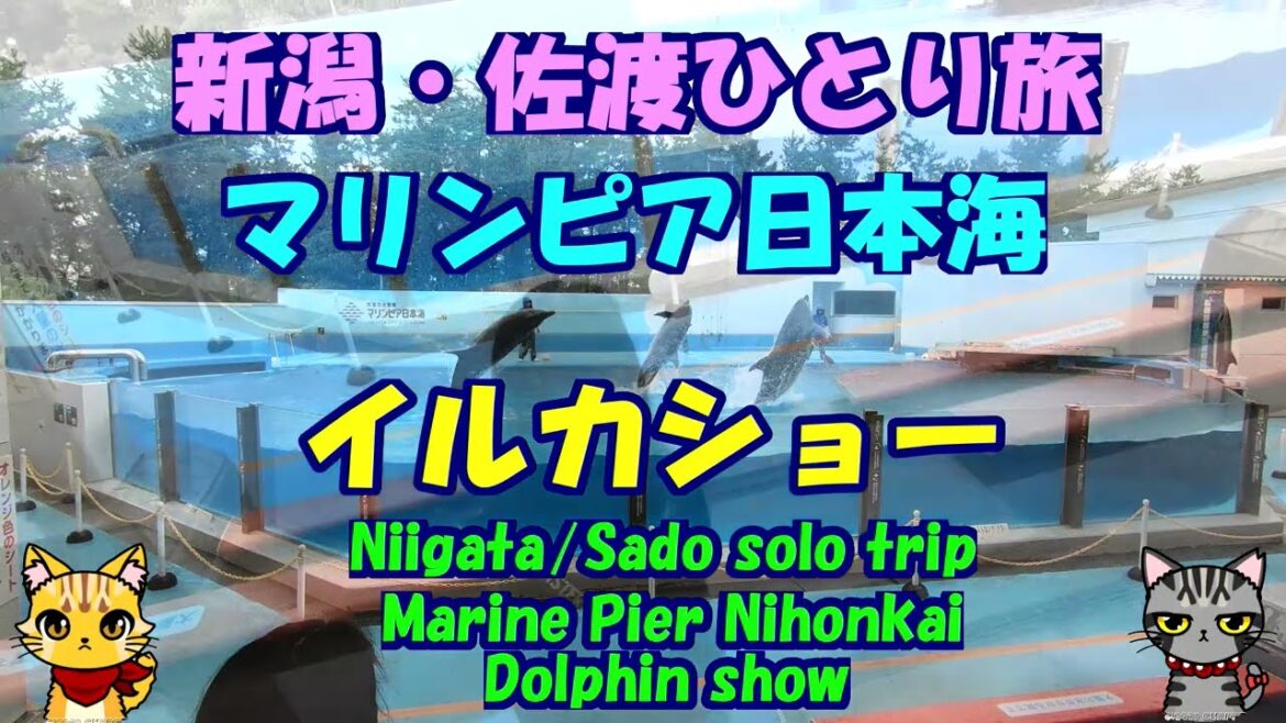 新潟・佐渡ひとり旅★マリンピア日本海★イルカショー・Marine Pier Nihonkai・Dolphin show・Niigata/Sado solo trip