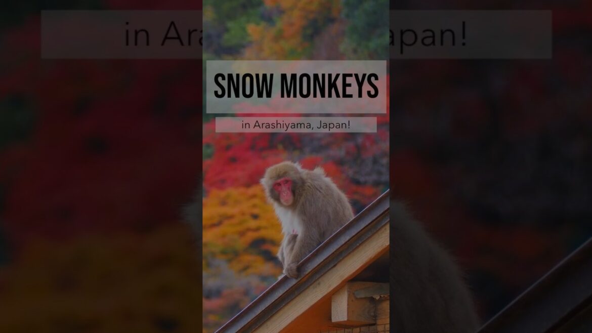 I saw SNOW MONKEYS 🙈 | Can’t Miss Japan Travel Spot! | Explore Kyoto with me I saw SNOW MONKEYS 🙈 | Can’t Miss Japan Travel Spot! | Explore Kyoto with me