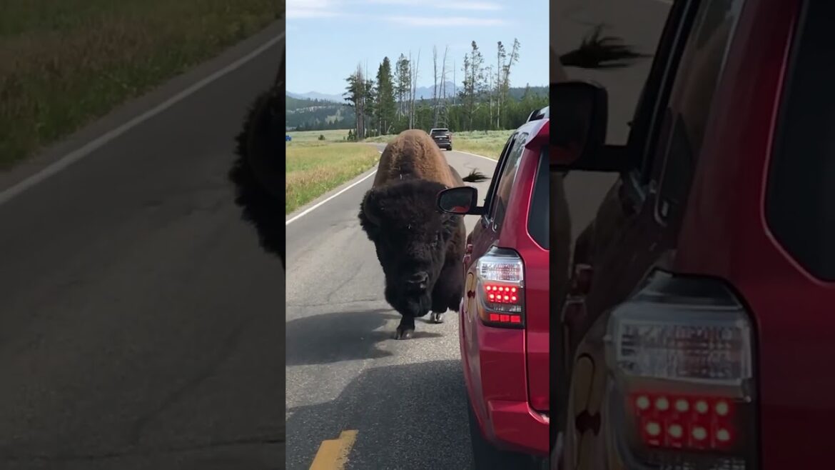 Landshark. π close call bison in Yellowstone. γ€γ¨γγΌγΉγγΌγ³ε½η«ε
¬εγ§γγ€γ½γ³ζ»ζγ( β βΏβ ) Landshark. π close call bison in Yellowstone. γ€γ¨γγΌγΉγγΌγ³ε½η«ε
¬εγ§γγ€γ½γ³ζ»ζγ( β βΏβ )