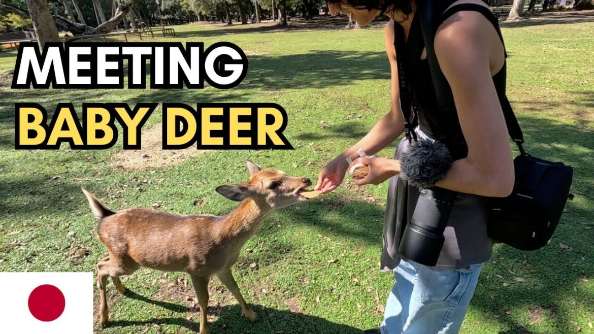 A Day Trip To Nara From Kyoto 【Japan2】