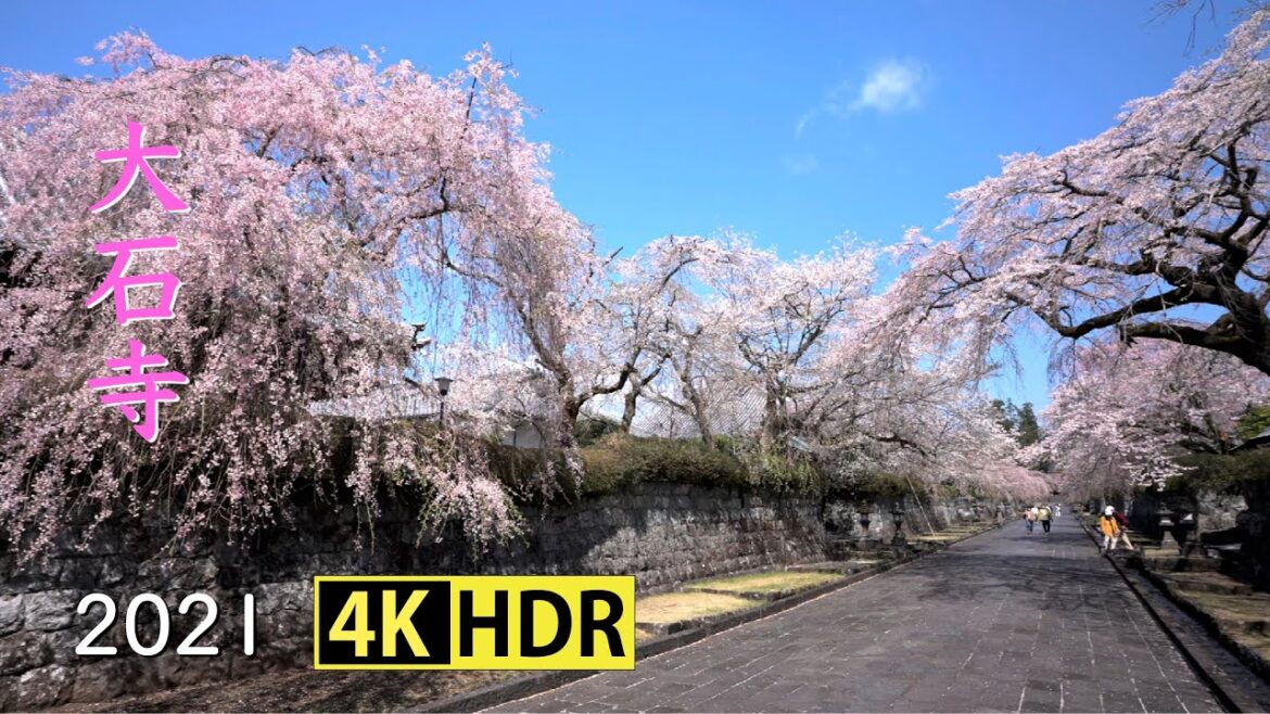 2021 大石寺の美しい桜(4K-HDR) Beautiful Cherry Blossoms At Taisekiji Temple(UHD-HDR)