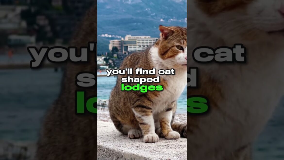 Tashirojima The Feline Paradise | Unveiling Japan's Hidden Gem #CatIsland  #shorts