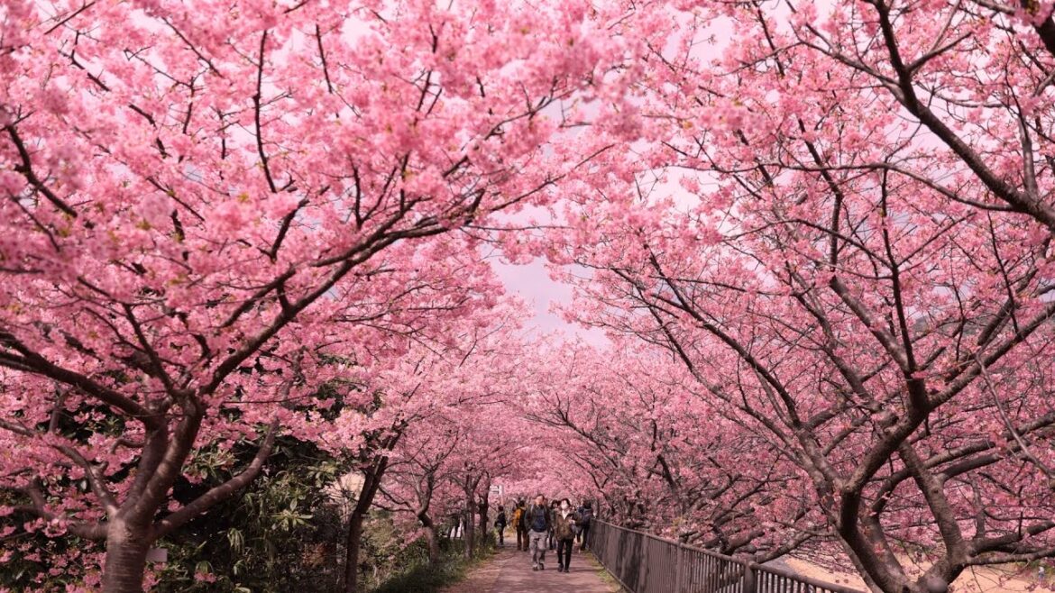 河津桜 Kawazu Cherry Blossoms🌸 2019 桜のトンネル💚 河津桜 Kawazu Cherry Blossoms🌸 2019 桜のトンネル💚