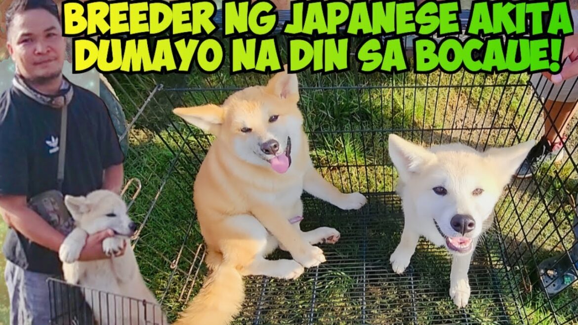 9 JAPANESE AKITA PUPPIES MERON SI  BREEDER! BOCAUE PET TIANGGEAN UPDATE!