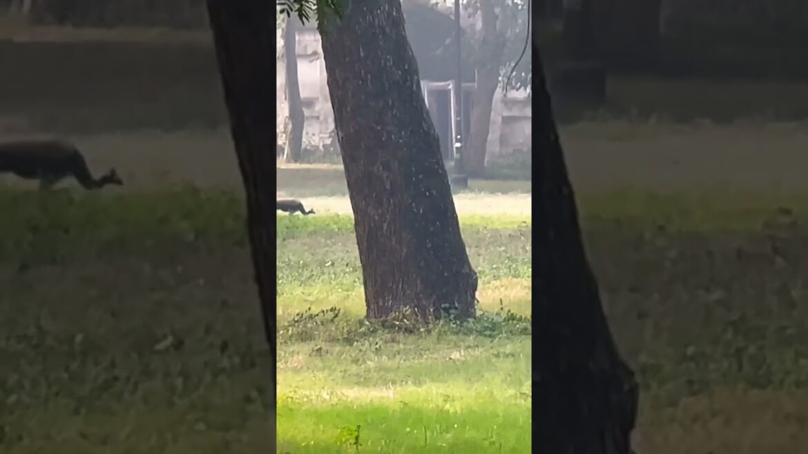 Tumi Diyo Nago Basor Ghorer❤️❤️#travel #youtubeshorts #viral