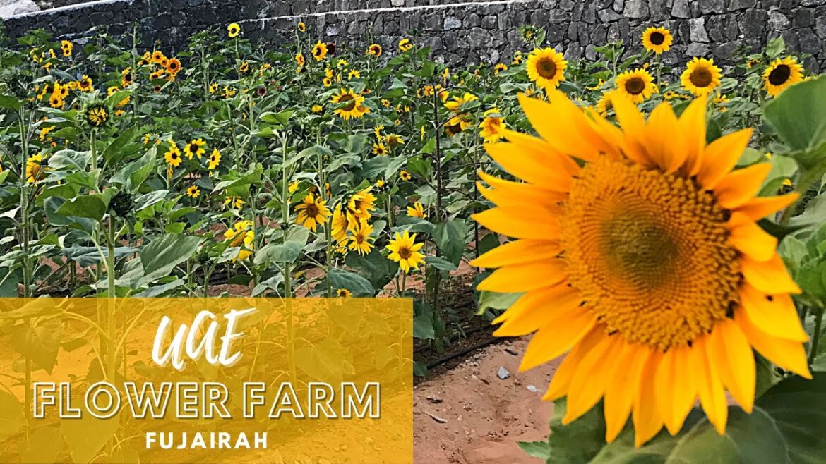 UAE Flower Farm | Valley of flowers in Wadi Asimah | Things to do in Fujairah UAE Flower Farm | Valley of flowers in Wadi Asimah | Things to do in Fujairah