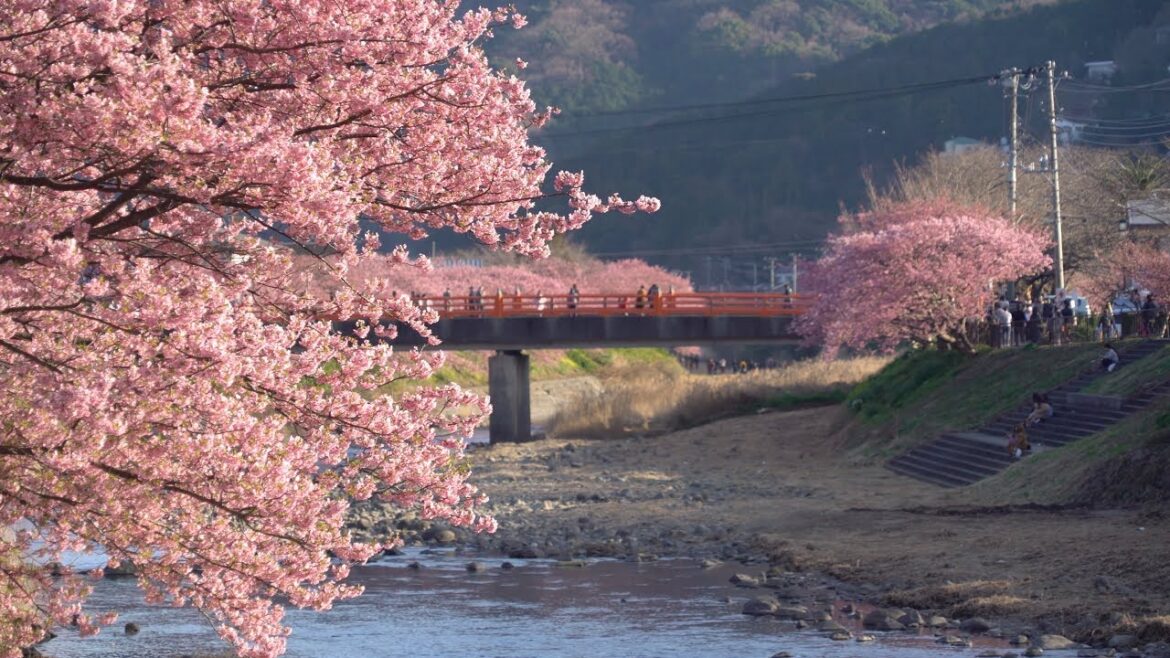 2019 河津桜まつり(4K) Kawazu Cherry Blossoms Festival 2019 (UHD) 2019 河津桜まつり(4K) Kawazu Cherry Blossoms Festival 2019 (UHD)