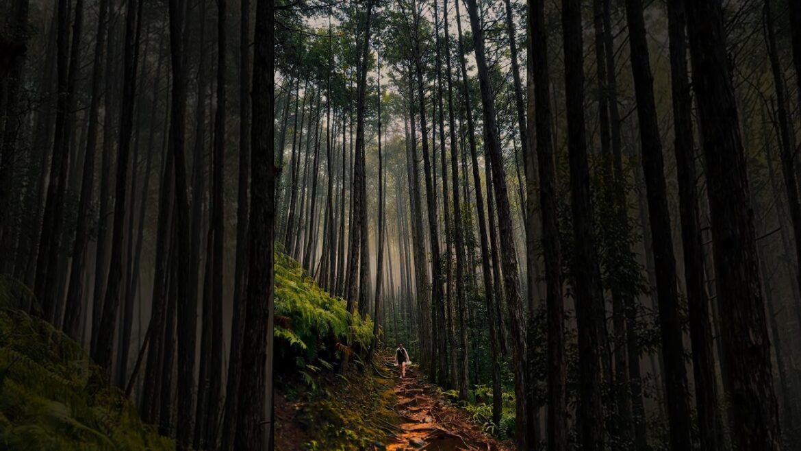 Kumano Kodo, Wakayama Prefecture 🌲#japantravel #visitjapan #animevibe #worldheritage #travelvlog