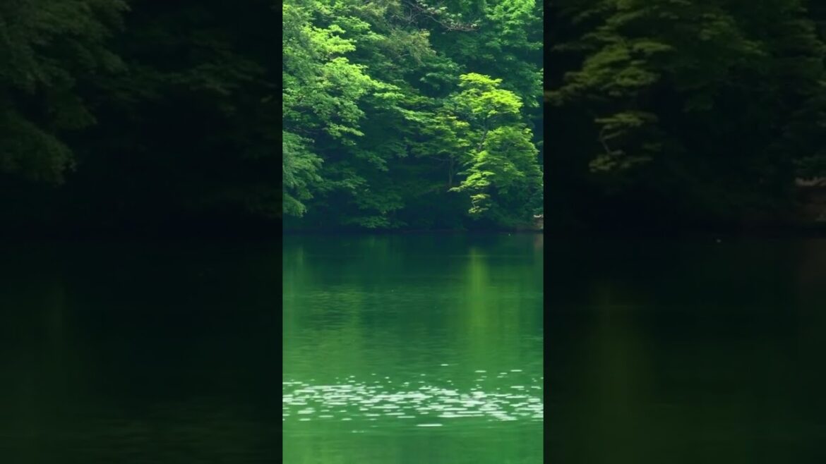 Green Lake Juniko | Twelve Lakes | Aomori, Japan #shorts #alpineserenity#japon  #lakesidebliss