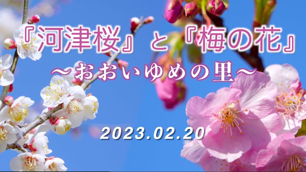 2023.02.20 『河津桜』と『梅の花』 / おおいゆめの里 / 富士山眺望 [4K] Cherry Blossoms & Plum Blossoms / Mt.Fuji