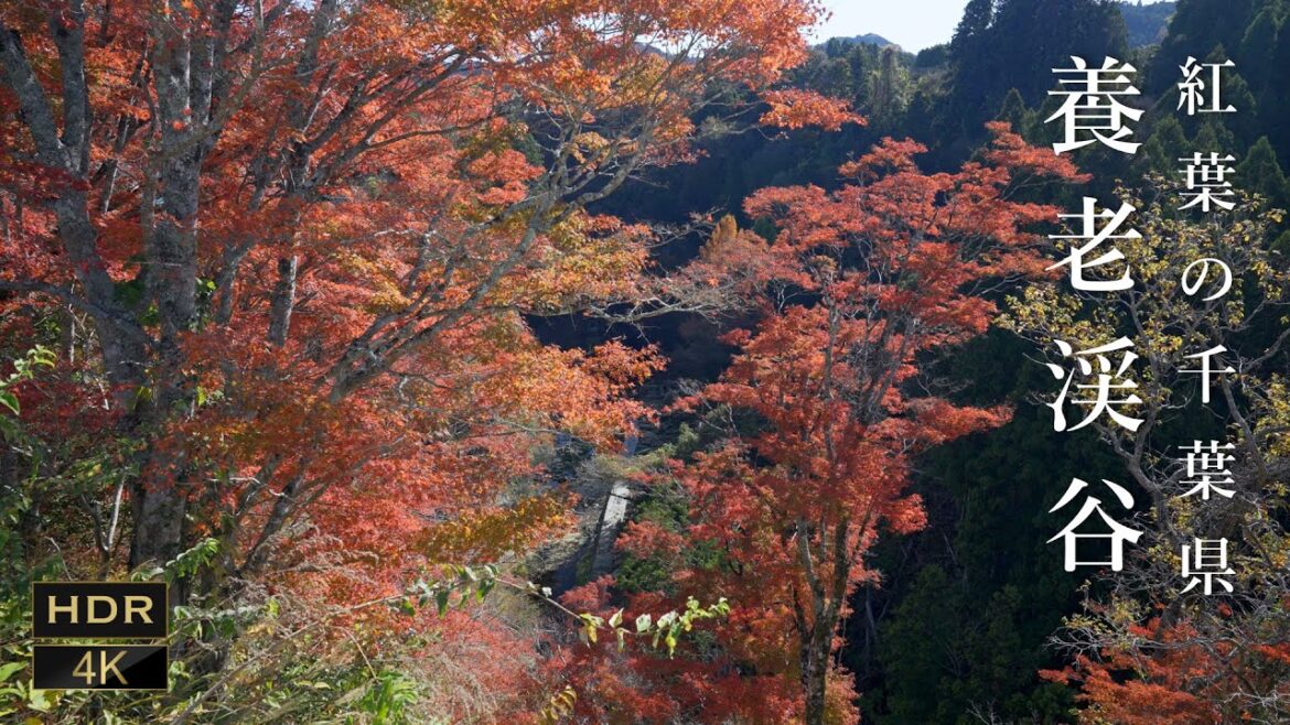 Autumn foliage Yoro Gorge in Japan. 秋の紅葉養老渓谷[ 4K HDR JAPAN WALK ]