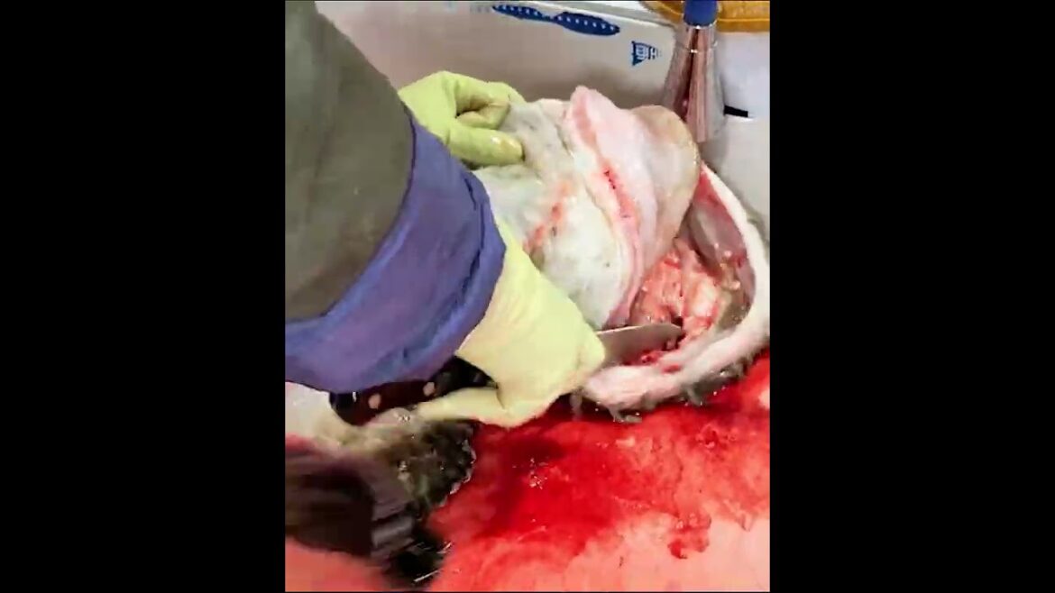 KOREAN STREET FOOD POHANG CITY KOREA #shorts 74