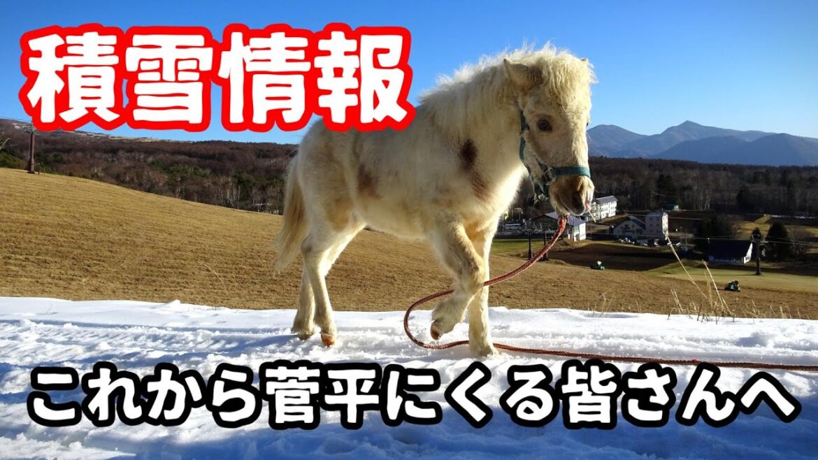 【菅平積雪情報】表ダボスゲレンデにポニーとお散歩してきた