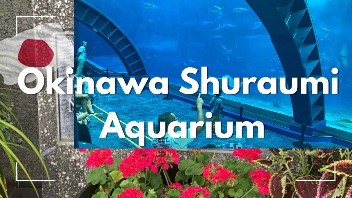 🇯🇵Aquarium / The second largest in the word /Okinawa - Japan #Japon #aquarius #viral