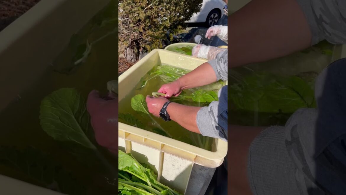 長野生活（日常編） #travel #nagano #vlog #移住 #長野 #shorts