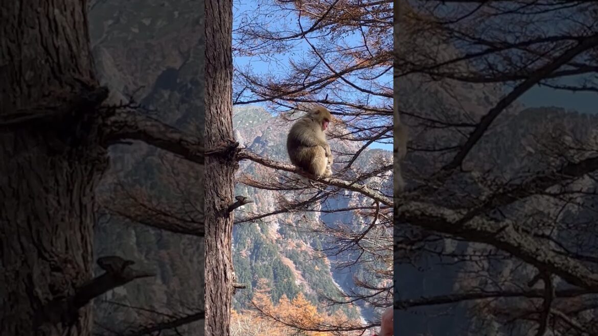 上高地の絶景で癒さたい #travel #nagano #vlog #shorts  #naganoprefecture #japanesetravel #japan