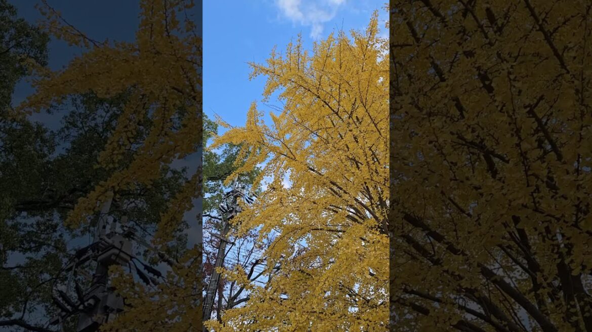 Autumn season @ Ishibashi Cultural Center #kurume #fukuoka #shorts