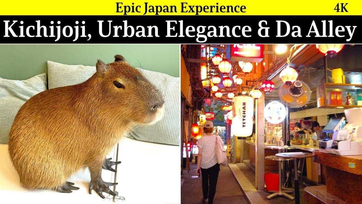 4K Japan Travel: Kichijoji, Tokyo where urban elegance and the back alley gourmet is equisite! 4K Japan Travel: Kichijoji, Tokyo where urban elegance and the back alley gourmet is equisite!