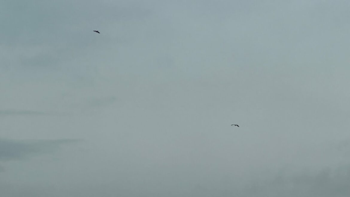 Majestic sight of two eagles flying Majestic sight of two eagles flying