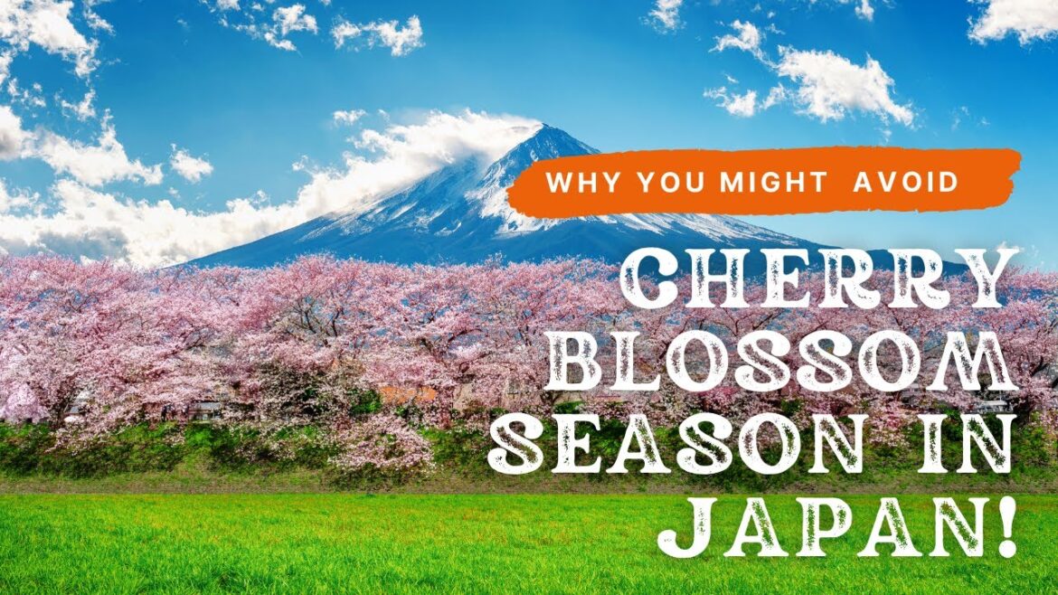 Why You Might Want to Avoid Cherry Blossom Season in Japan?