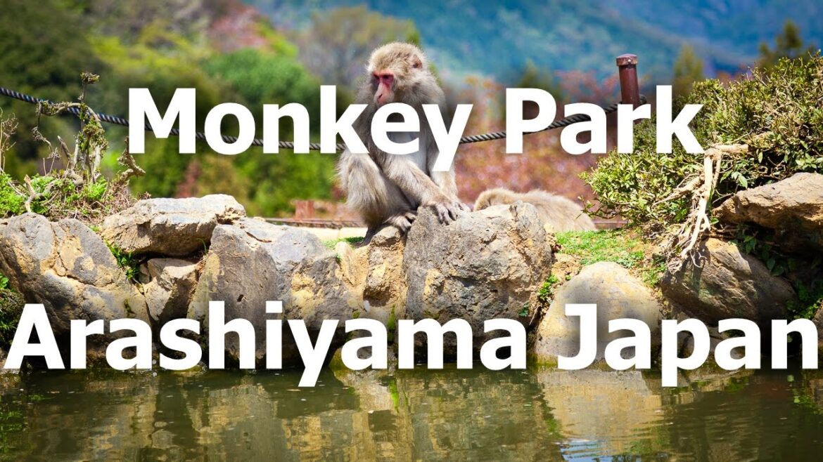 Monkeys show at Arashiyama - Kyoto - Japan