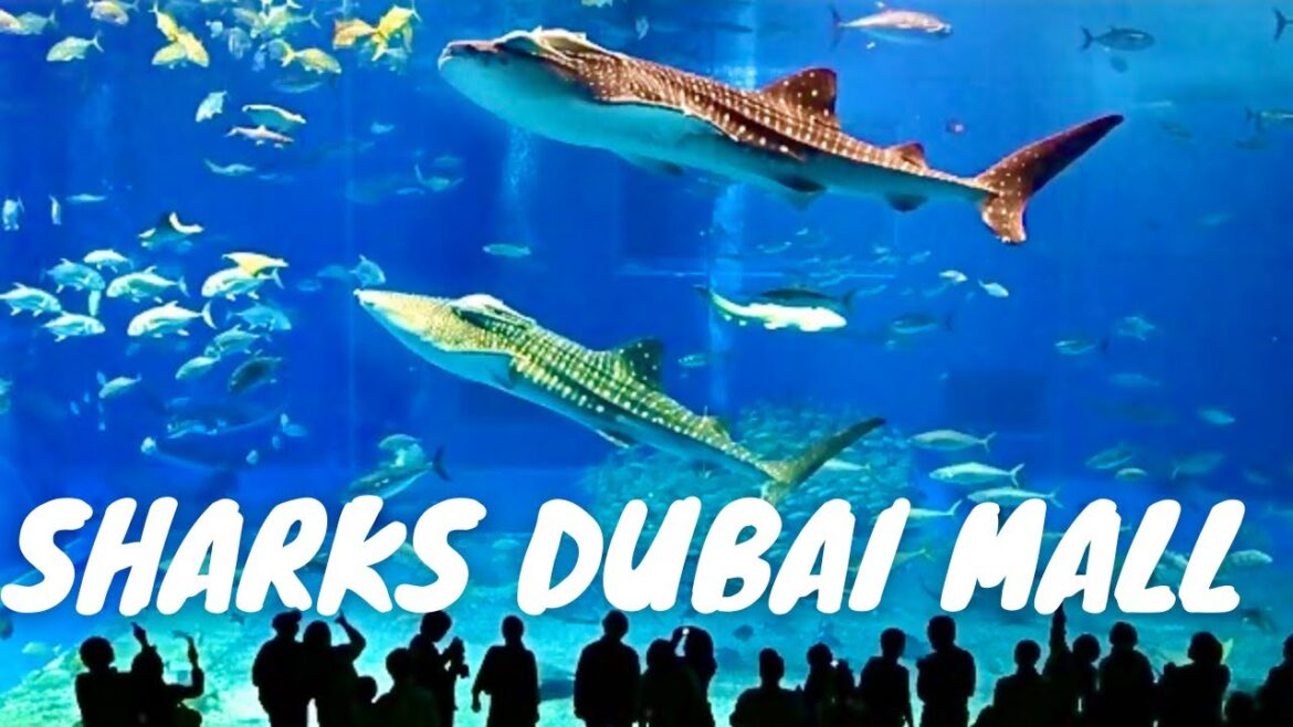 Sharks Dubai Aquarium Underwater Zoo | India Favourite Dubai Mall Sharks Dubai Aquarium Underwater Zoo | India Favourite Dubai Mall
