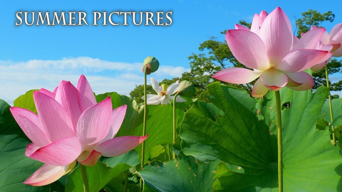 Summer pictures under the flaming sun. #4K #原始蓮 #田んぼアート #青もみじ Summer pictures under the flaming sun. #4K #原始蓮 #田んぼアート #青もみじ