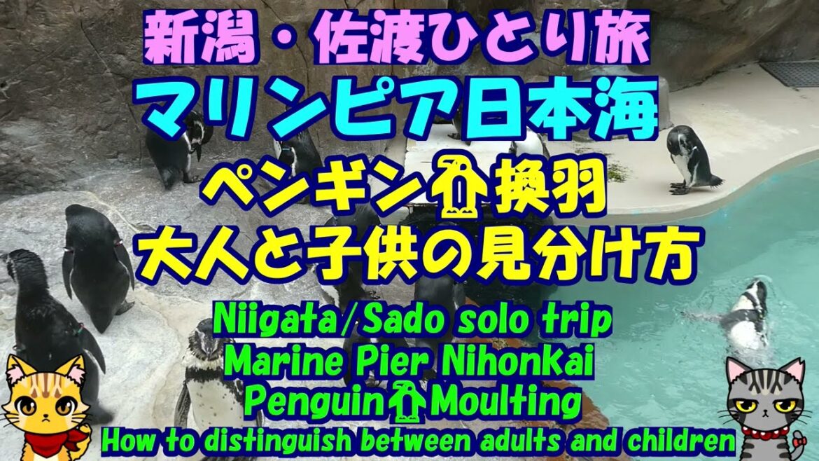 新潟・佐渡ひとり旅★マリンピア日本海★ペンギン🐧換羽★大人と子供の見分け方・Marine Pier Nihonkai・Penguin🐧Moulting・Niigata/Sado solo trip