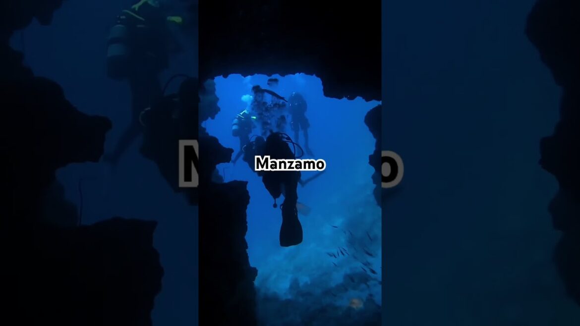 Okinawa Diving Contact PJ WhatsApp +81-80-6484-8686