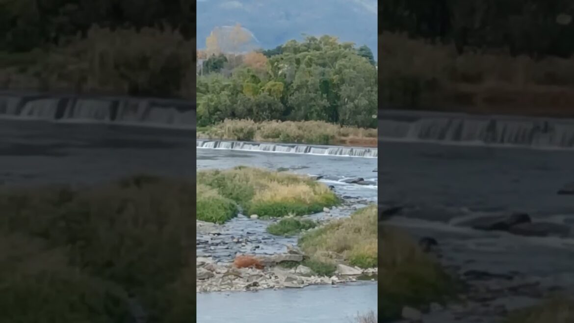 【KYOTO】Winter River is something Attractive… right? - Kamo River