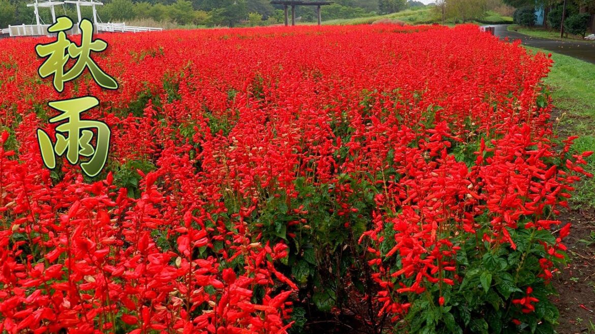 The suburbs of TOKYO. The autumn flowers wetting with light rain. #4K #秋雨前線