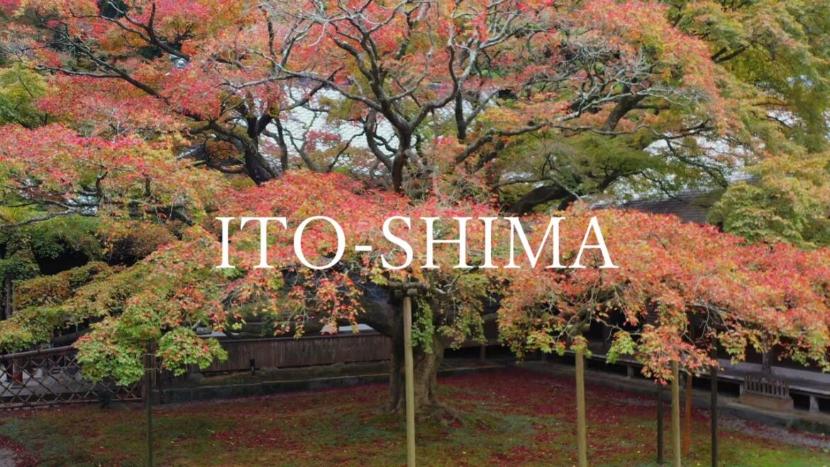 R5雷山千如寺紅葉 ~SNS10秒~ R5雷山千如寺紅葉 ~SNS10秒~